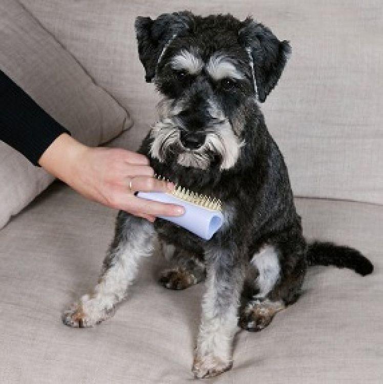 Pet Teezer Detangling & Dog Grooming Brush Small Βούρτσα για Σκυλιά, 1τεμ