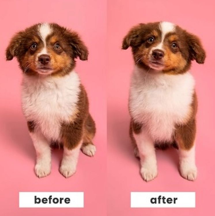 Pet Teezer Puppy Brush One Size Βούρτσα για Κουτάβια, 1τεμ