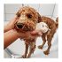 Foamie You Look Furbulous Dog Shampoo for Short Fur Στέρεο Σαμπουάν για Σκύλους με Κοντό Τρίχωμα, 110gr