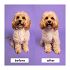 Pet Teezer Detangling & Dog Grooming Brush Medium-Large Βούρτσα για Σκυλιά, 1τεμ